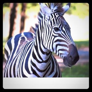 Meet your Posher, Manda